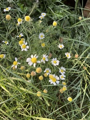 Matricaria chamomilla