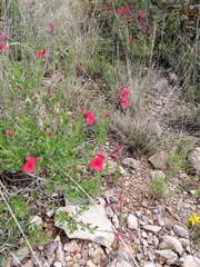 Salvia greggii