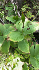 Cypripedium reginae