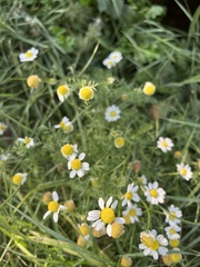 Matricaria chamomilla