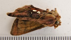 Autographa bimaculata