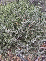 Eremophila glabra