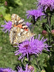 Vanessa cardui