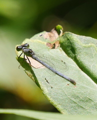 Ischnura verticalis