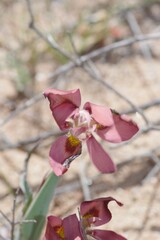 Moraea