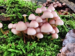 Mycena renati