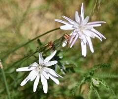 Scorzonera rosea