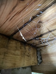 Uloborus