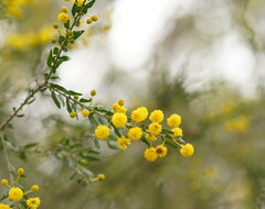Acacia paradoxa