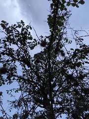 Malpighia mexicana
