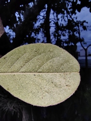 Malpighia mexicana