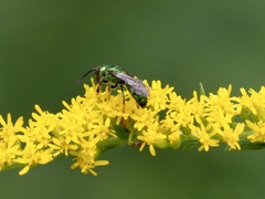 Augochlorini