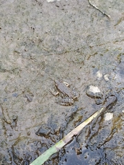 Pelophylax ridibundus