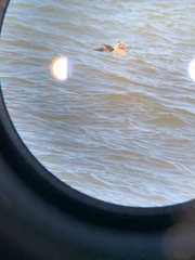 Somateria mollissima