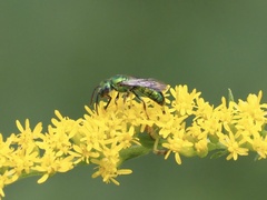 Augochlorini