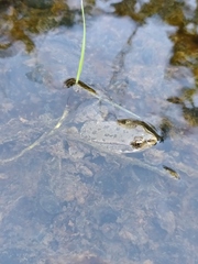 Pelophylax ridibundus