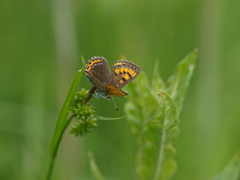 Lycaena helle