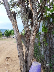 Malpighia mexicana