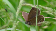 Aphantopus hyperantus
