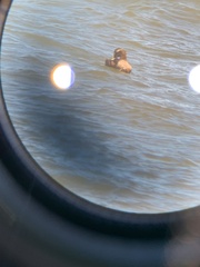 Somateria mollissima