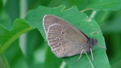 Aphantopus hyperantus