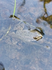 Pelophylax ridibundus