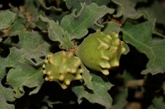 Andricus sternlichti