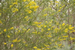 Acacia paradoxa