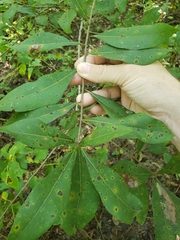 Quercus hemisphaerica