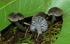 Hydropus praedecurrens