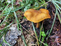 Pluteus leoninus