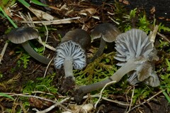 Hydropus praedecurrens