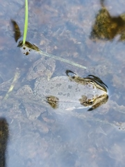 Pelophylax ridibundus