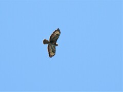 Buteo buteo buteo
