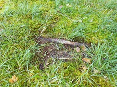 Hydropus praedecurrens