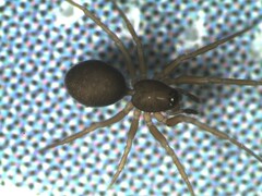 Agyneta simplicitarsis