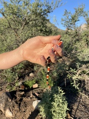 Micruroides euryxanthus