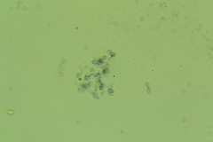 Hydropus praedecurrens