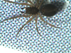 Agyneta simplicitarsis