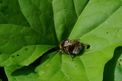Bombus
