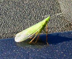 Rhynchomitra recurva