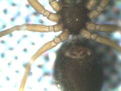 Agyneta simplicitarsis