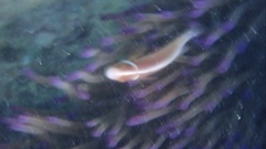 Amphiprion perideraion