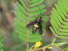 Carmenta pyralidiformis