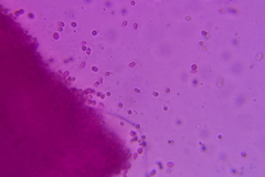 Hydropus praedecurrens