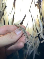 Afrogecko porphyreus