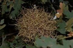 Andricus caputmedusae