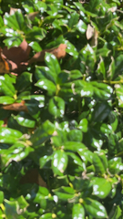 Ilex cornuta