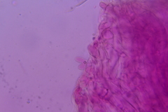 Hydropus praedecurrens