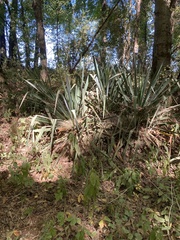Yucca filamentosa